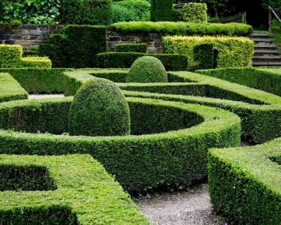 Самшит вечнозеленый «Ротундифолия»(Р-9)