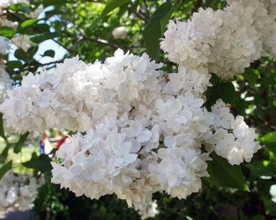 Сирень "Мадам Лемуан"