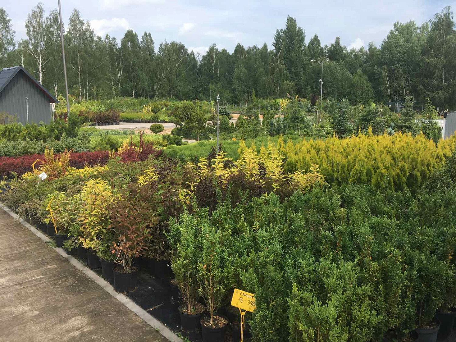 Питомник "ZelenSad"