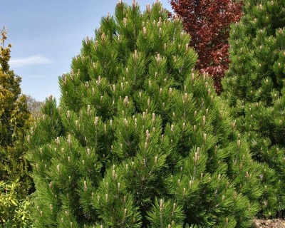 Сосна Гельдрейха "Малинки"