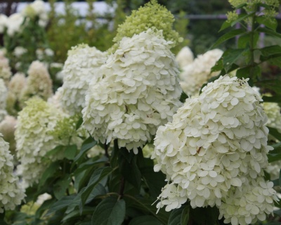 Гортензия метельчатая "Фантом" (Phantom)