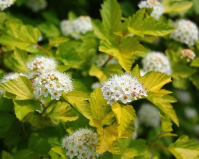 Пузыреплодник "Лютеус" (Luteus)