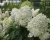 Гортензия метельчатая "Фантом" (Phantom)