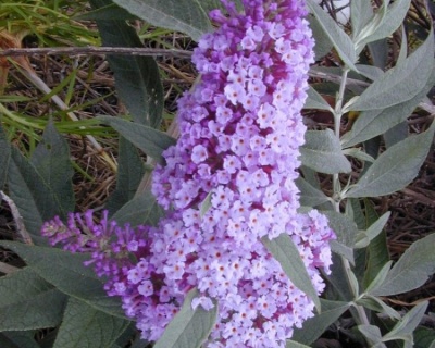 Буддлея Давида "Гулливер" (Gulliver)