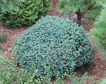 Ель канадская "Эхиниформис"