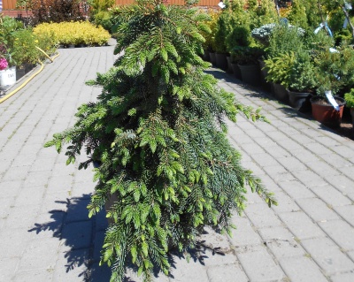 Ель сербская "Брунс"