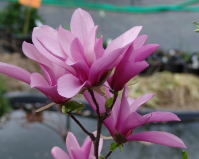 Магнолия "Бетти"