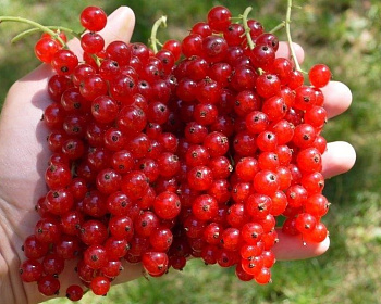 Смородина "Мармеладница"