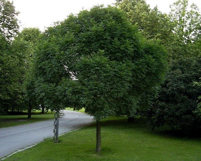 Ясень обыкновенный "Нана"