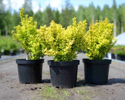 Барбарис Тунберга "Golden Torch"