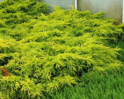 Можжевельник средний "Голд Стар"