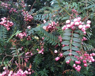 Рябина сладкоплодная "Пинк"