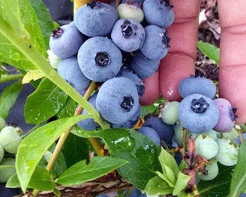 Голубика "Эллиот (Еlliot)"