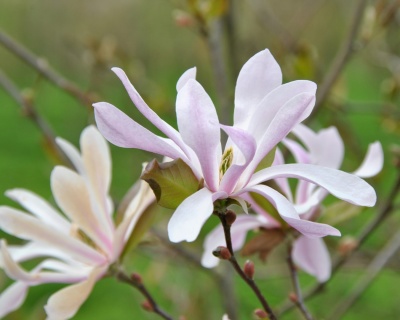 Магнолия "Леонард Мессель"