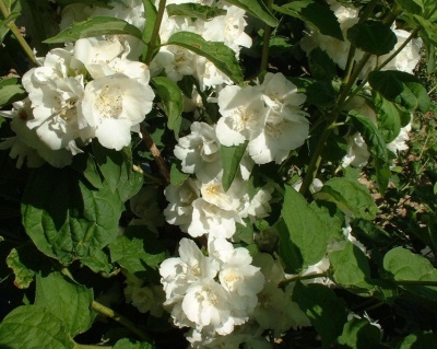 Чубушник "Алебастр"