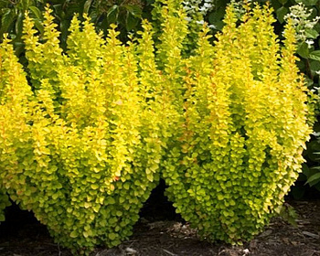 Барбарис Тунберга "Golden Torch"