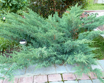 Можжевельник казацкий "Глаука"