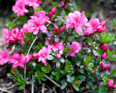 Азалия японская "Рококо"