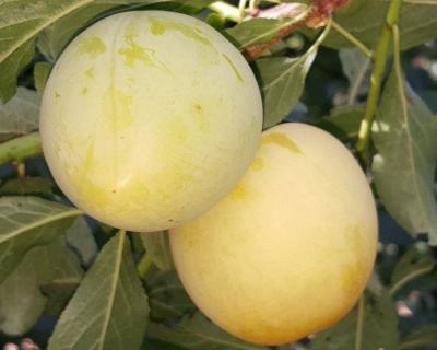 Слива "Ренклод"