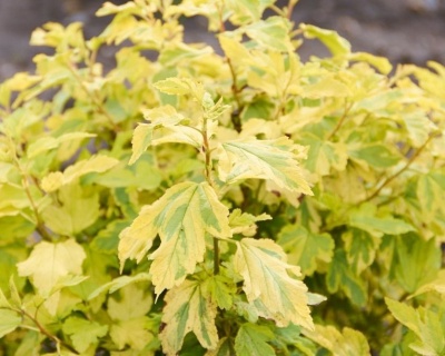 Пузыреплодник "Эннис Голд " (Anny`s Gold)