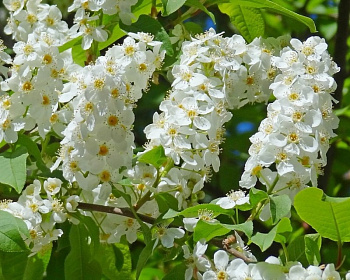 Черемуха "Чайка"