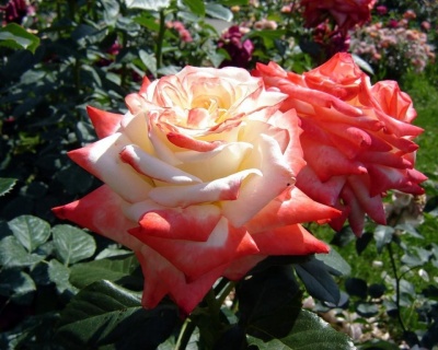 Роза Чайно-Гибридная «Императрица Фарах»