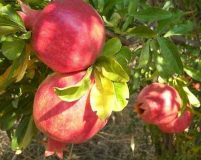 Гранат "Ахмар"