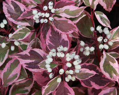 Дерен белый "Сибирика" (Sibirica)