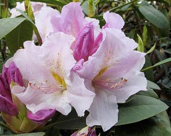 Рододендрон "Эскимо"