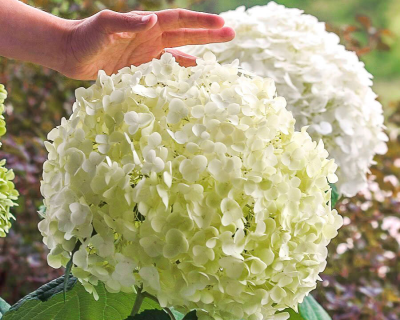 Гортензия древовидная "Стронг Анабель" (Strong Annabelle)