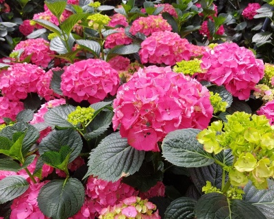 Гортензия крупнолистная "Сибилла" (Sibilla)