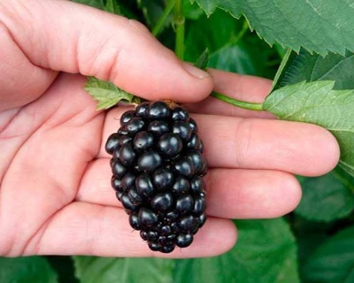 Ежевика "Агавам"