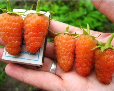 Малина "Оранжевое Чудо"