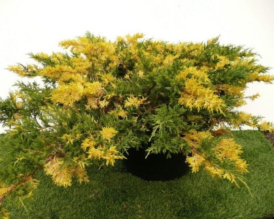 Можжевельник Китайский "Экспанса Вариегата"