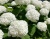 Гортензия древовидная Анабель (штамбовая форма)