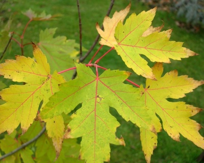 Клен Серебристый