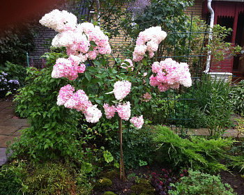 Гортензия метельчатая "Ванилла Фрайз" (штамбовая форма)