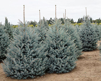 Ель колючая "Фат Альберт"