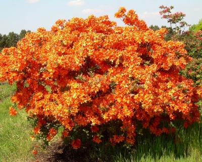 Азалия крупноцветковая "Клондайк"