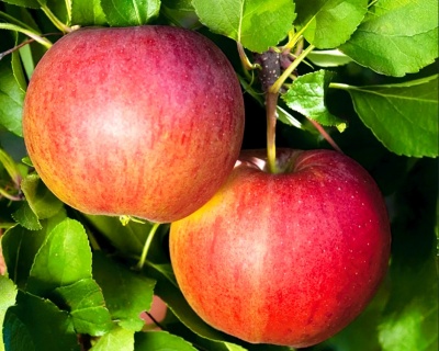 Яблоня колоновидная "Останкино"