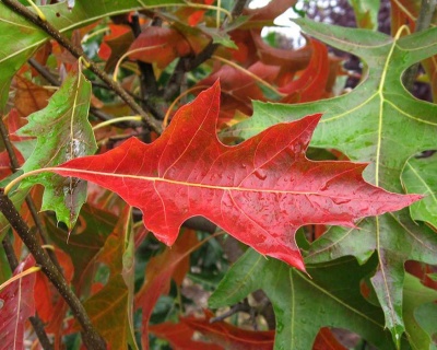 Дуб болотный