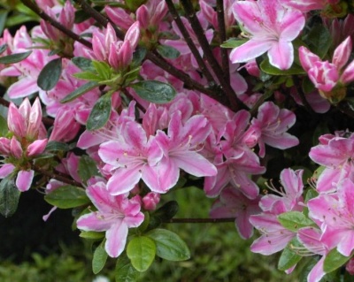 Азалия японская "Кермесина Роуз"