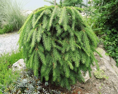 Ель обыкновенная "Форманек"