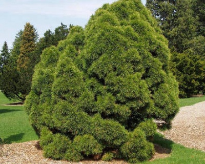 Сосна обыкновенная "Глобоза Виридиз"