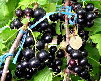 Смородина "Добрыня"