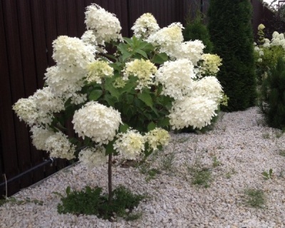 Гортензия метельчатая "Грандифлора" (штамбовая форма)