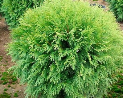 Туя западная "Вудварди"