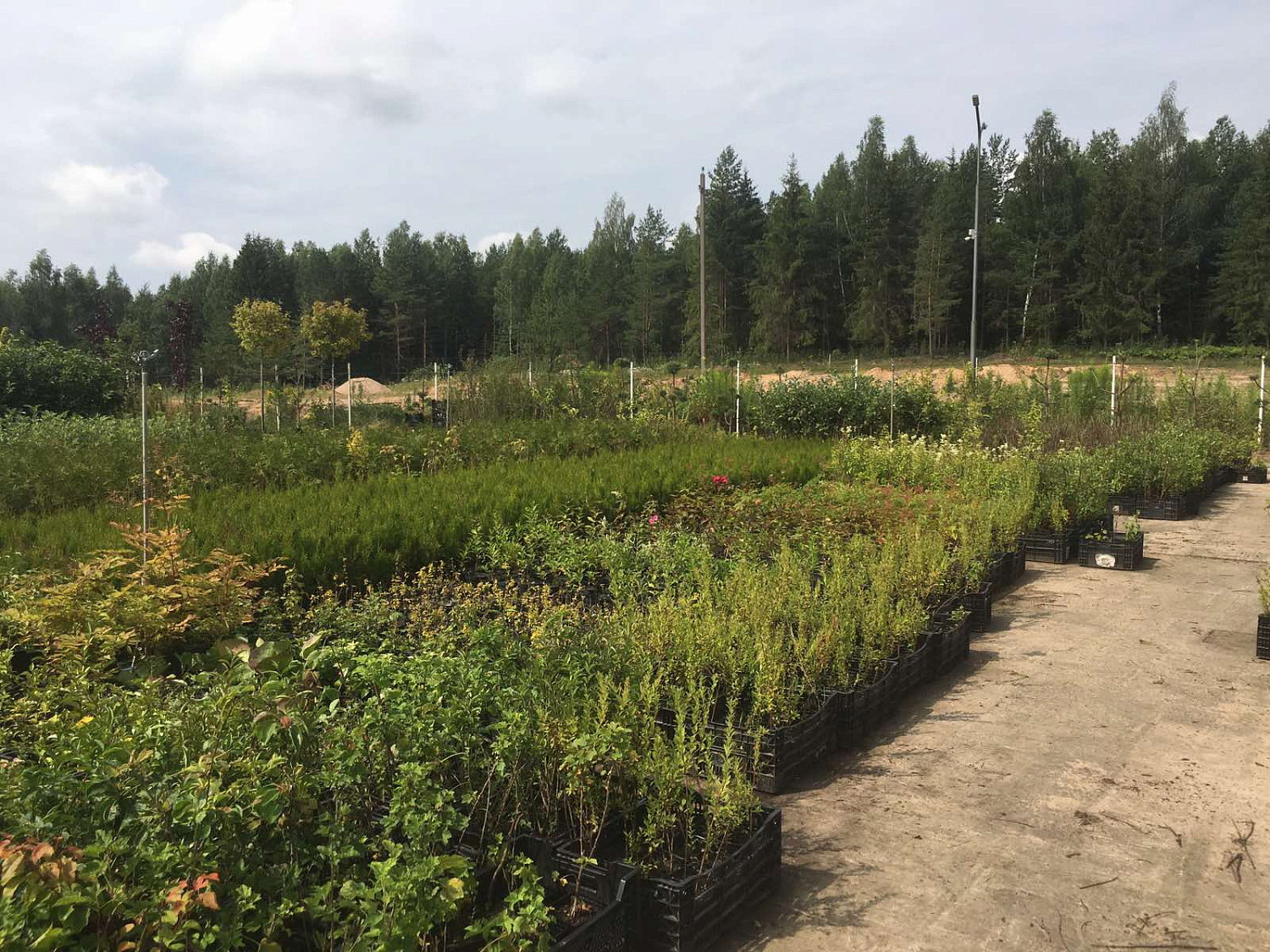 Питомник "ZelenSad"