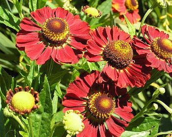 Гелениум "Дункль Прахт"