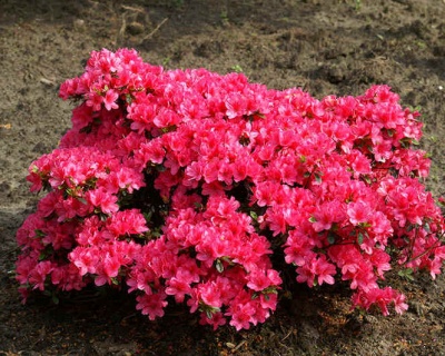 Азалия японская "Рубинетта"